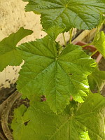 Rose trmire - Alcea rosea
